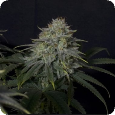 Fastbuds 20 Cannabis Seeds 20 20 Gorilla 20 Cookies 20 Fast 20 Flowering 20 Feminised 20 Cannabis Seeds