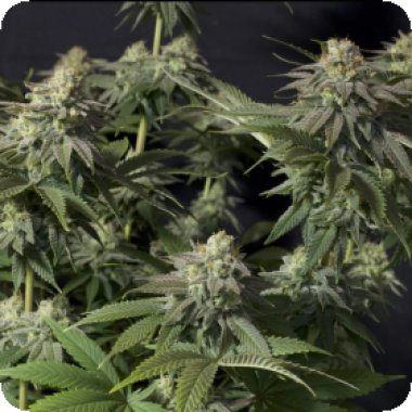 Fastbuds 20 Cannabis  Seeds 20  20 Orange 20 Sherbet 20 F F 20 Feminised 20 Cannabis  Seeds