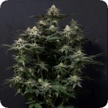 Fastbuds 20 Cannabis Seeds 20 20 Purple 20 Lemonade 20 Fastflowering 20 Feminised 20 Cannabis Seeds