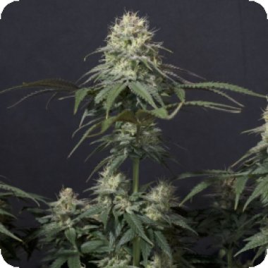 Fastbuds 20 Cannabis Seeds 20 20 Tropicana 20 Cookies 20 F F 20 Feminised 20 Cannabis Seeds