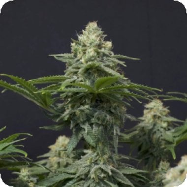 Fastbuds 20 Cannabis  Seeds 20  20 Wedding 20 Cheesecake 20 F F 20 Feminised 20 Cannabis  Seeds