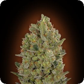 Female  Collection  233  Feminised  Cannabis  Seeds