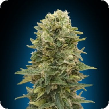 Female Mix Feminised Cannabis Seeds