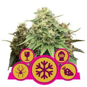 Feminised  Mix  Feminised  Cannabis  Seeds 0