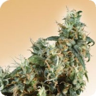 First  Lady  Regular  Cannabis  Seeds