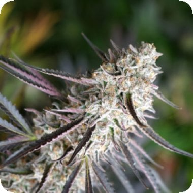 Florida  Gaspack  Feminised  Cannabis  Seeds