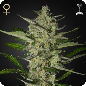 Flowerbomb  Kush  Feminised  Cannabis  Seeds