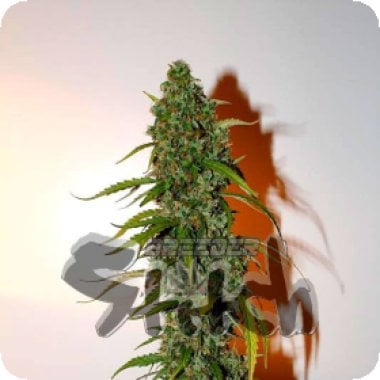 Formula  One  Regular  Cannabis  Seeds 0