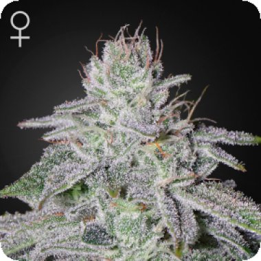 Francos  Lemon  Cheese  Feminised  Cannabis  Seeds
