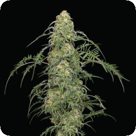 Freakshow  Regular  Cannabis  Seeds