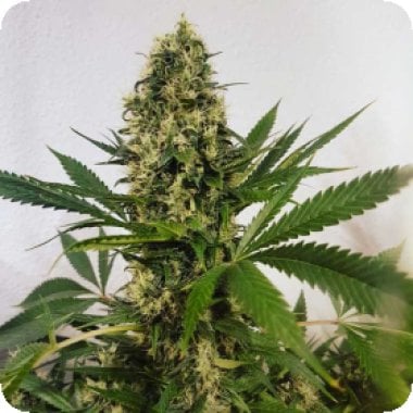 Freedom 20 Haze 20 Feminised 20 Cannabis  Seeds