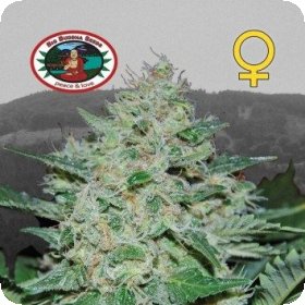 Freeze  Cheese 89  Feminised  Cannabis  Seeds 0