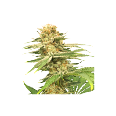 Friesland Regular Cannabis Seeds 0