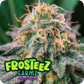Froot  Loopz  Feminised  Cannabis  Seeds 0