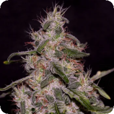 Frosted  Guava  Feminised  Cannabis  Seeds 0