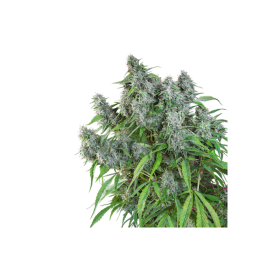 Frosty  Friday  Regular  Cannabis  Seeds 0