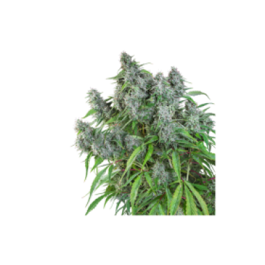 Frosty  Friday  Regular  Cannabis  Seeds 0