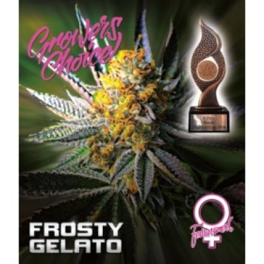 Frosty  Gelato  Feminised  Cannabis  Seeds 0