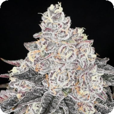 Frozen Black Cherry Feminised Cannabis Seeds 0