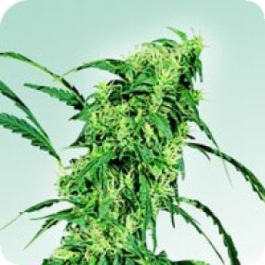 Fruity  Juice  Regular  Cannabis  Seeds