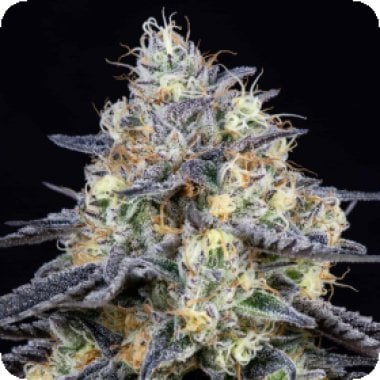 Future 1  Feminised  Cannabis  Seeds 0