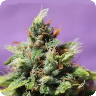 Future  Auto  Flowering  Cannabis  Seeds 0