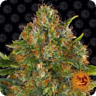 G13 H A Z E R E G U L A R W E B S T A M P S 1000x1000