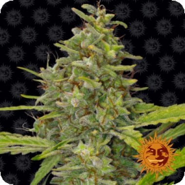 G13 H A Z E W E B S T A M P S 1000x1000