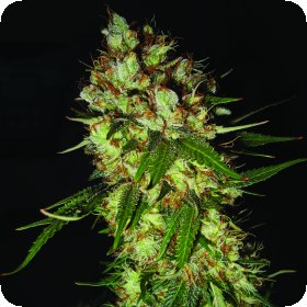G13  X  Blueberry  Headband  Feminised  Cannabis  Seeds