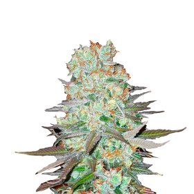 G14  Autoflowering  Feminised  Cannabis  Seeds