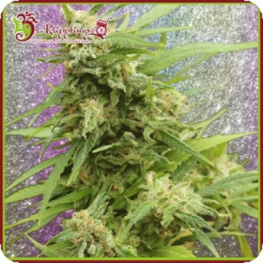 G H A Turbo Diesel Auto Flowering Cannabis Seeds 0
