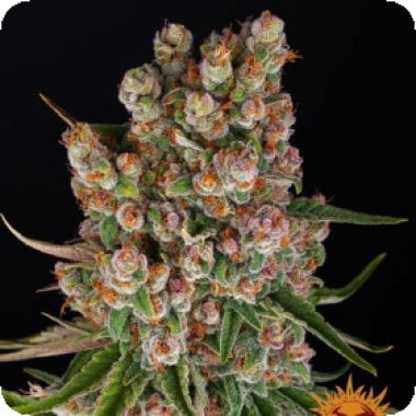 G M O Auto Flowering Cannabis Seeds 0