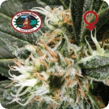 G Bomb Feminised Cannabis Seeds 0