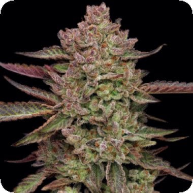 Gazzurple  Feminised  Cannabis  Seeds 0