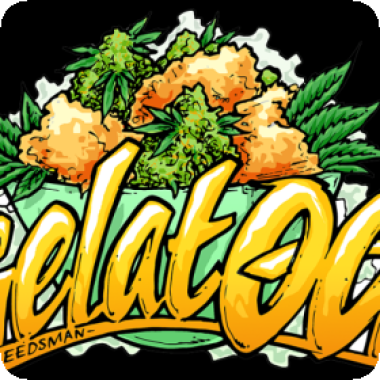 Gelat O G Feminised Cannabis Seeds