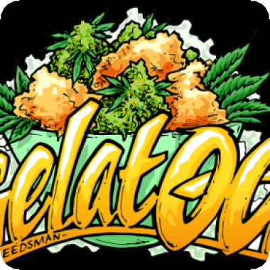 Gelat  O G  Feminised  Cannabis  Seeds