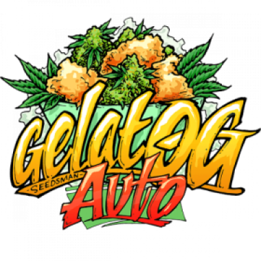 Gelat  O G  Auto  Feminised  Cannabis  Seeds