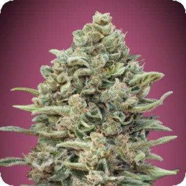 Gelato 33  F A S T  Feminised  Cannabis  Seeds