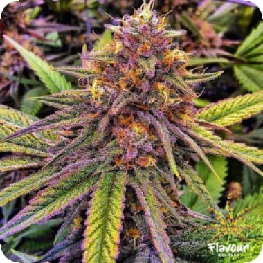 Gelato 33 Feminised Cannabis Seeds