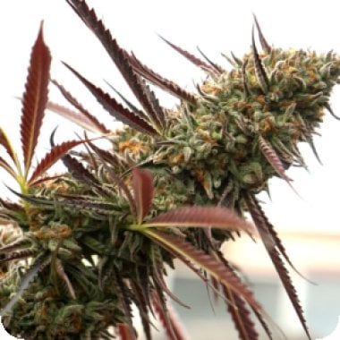 Ghost Of N Y C Feminised Cannabis Seeds 0
