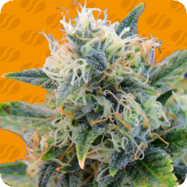 Girl Scout Cookies