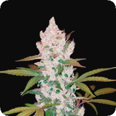Girl Scout Cookies Auto Feminised Cannabis Seeds