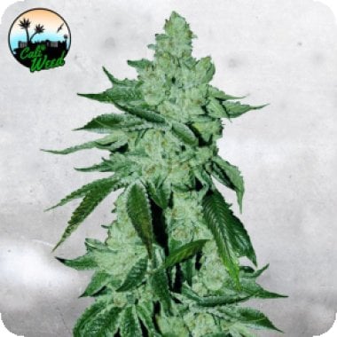 Girl Scout Cookies Auto Flowering Cannabis Seeds