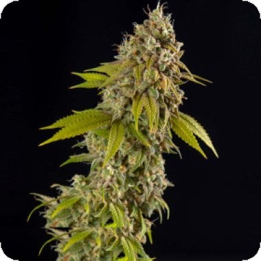 Girl Scout Cookies Auto Flowering Cannabis Seeds 1