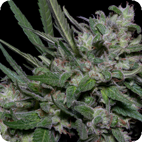 Girl  Scout  Cookies  Feminised  Cannabis  Seeds