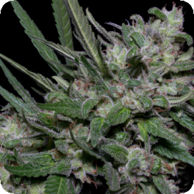 Girl Scout Cookies Feminised Cannabis Seeds