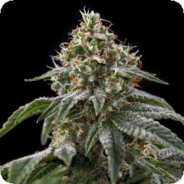 Girl Scout Cookies Feminised Cannabis Seeds 1