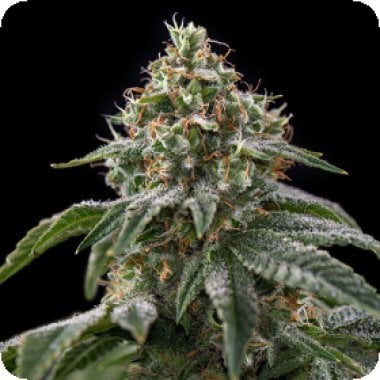 Girl  Scout  Cookies  Feminised  Cannabis  Seeds 1