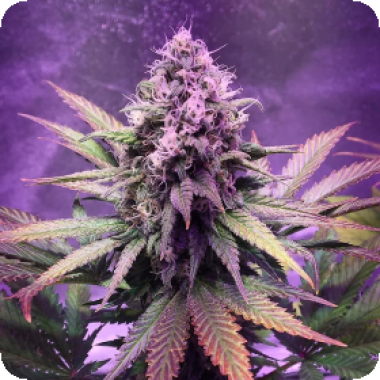 Glue  Dream  Feminised  Cannabis  Seeds 0