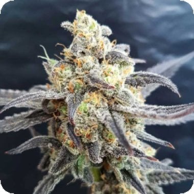 Godberry 20 Feminised 20 Cannabis  Seeds